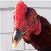 N
